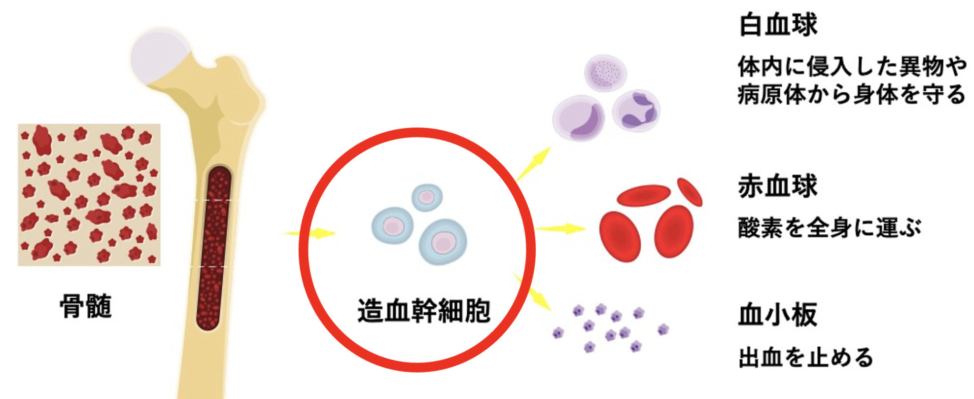 造血幹細胞の分化の様子