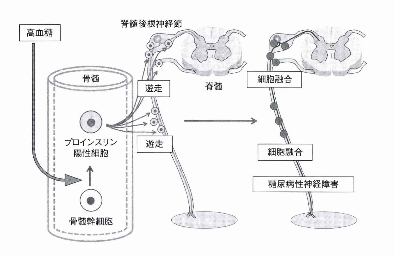 プロインスリン陽性細胞の出現・遊走・細胞融合と神経障害発症との関係