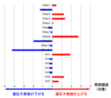 HDACの発現