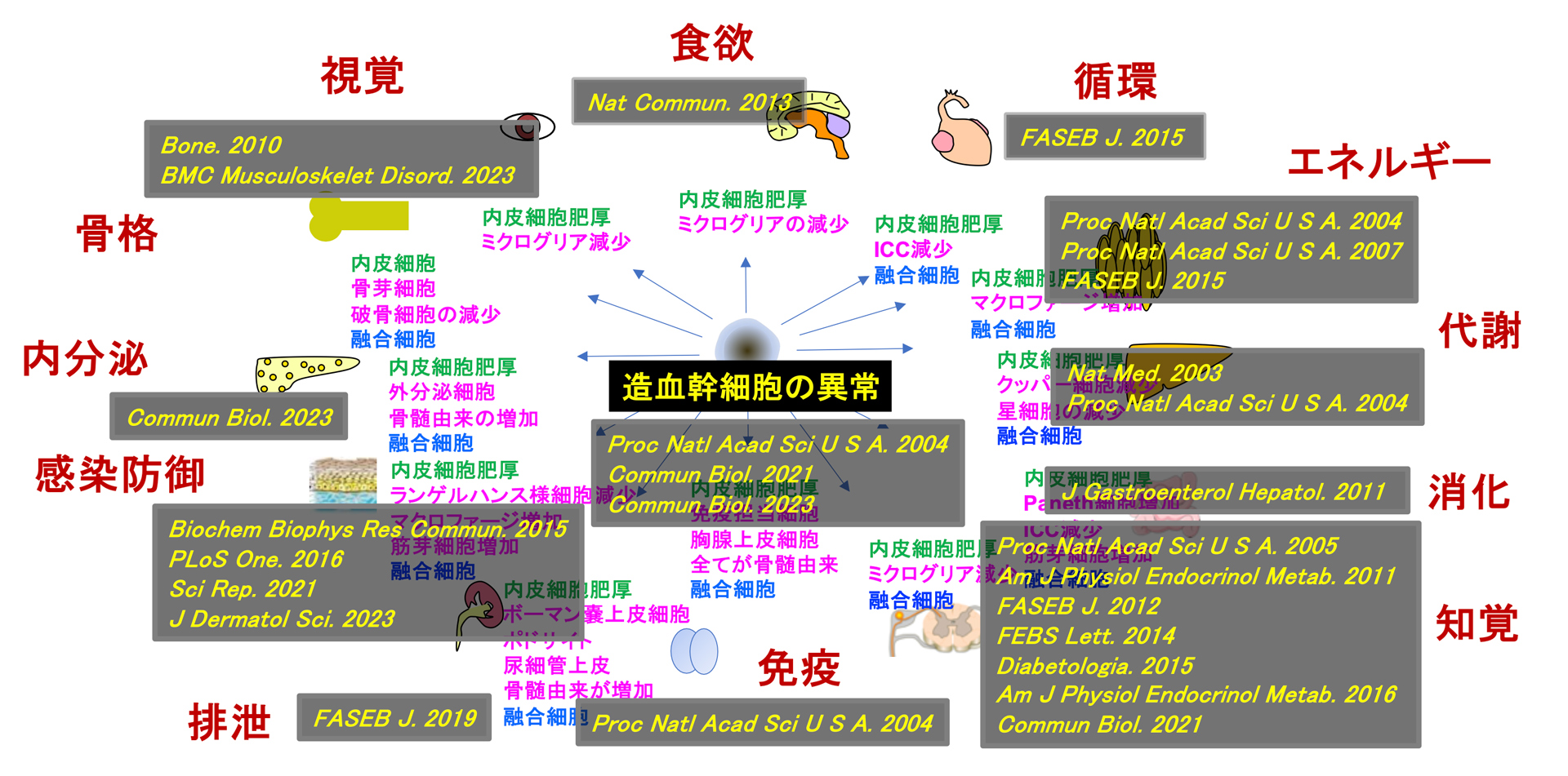 プロインスリン陽性細胞の出現・遊走・細胞融合と神経障害発症との関係